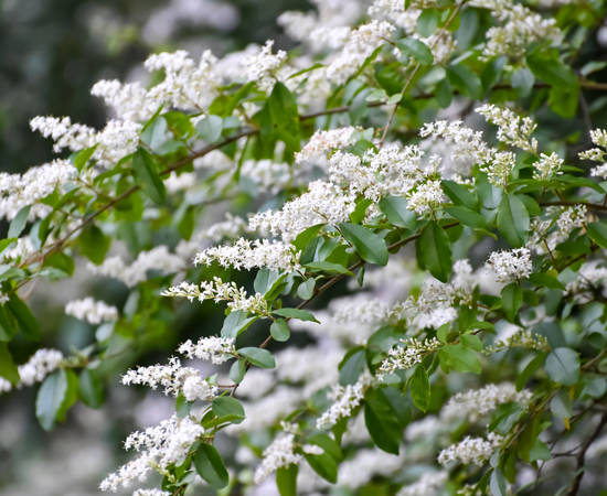 chinese privet adobe stock.jpeg