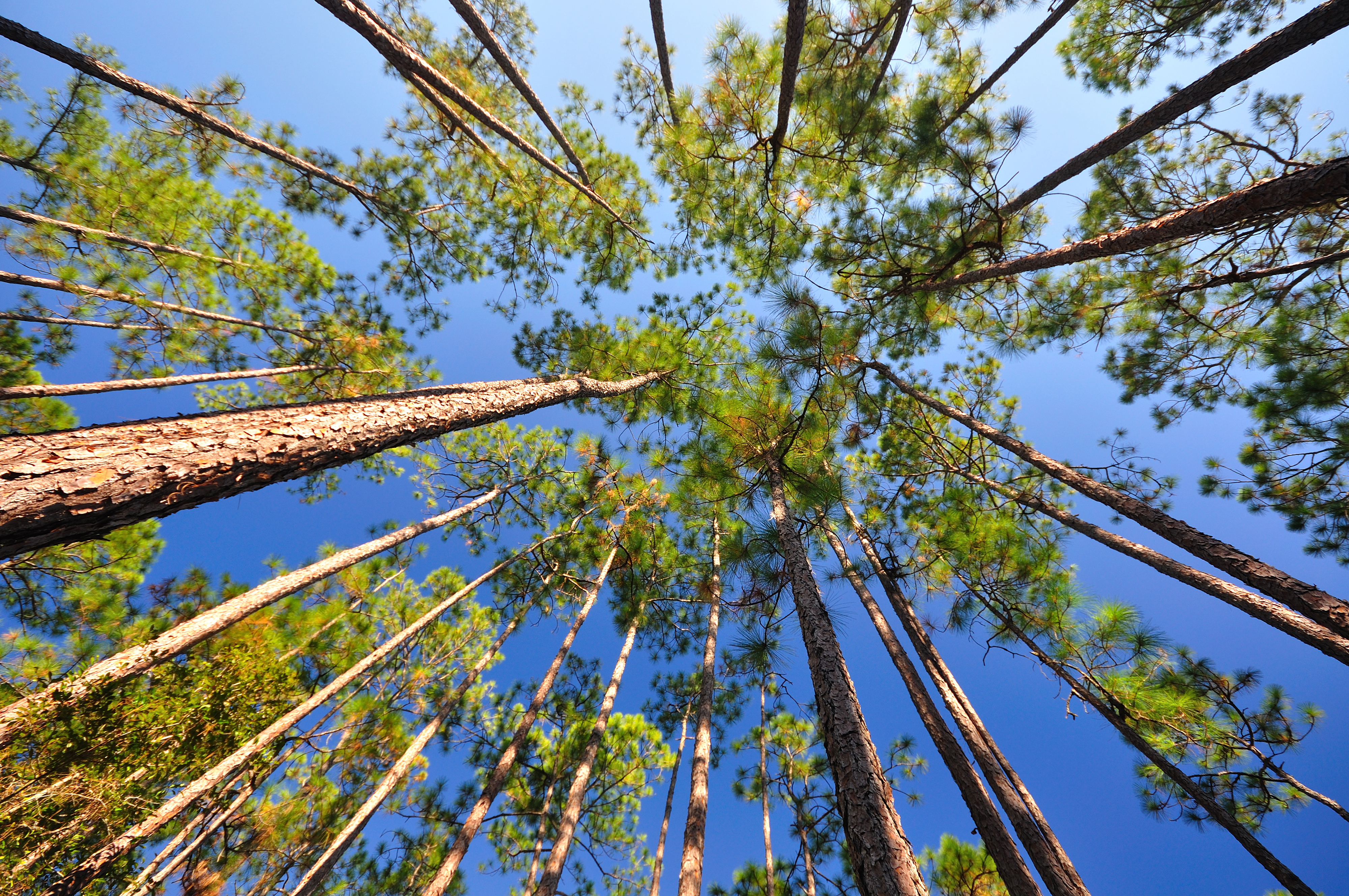 Longleaf forest from below