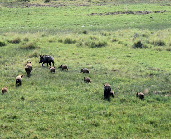 Wild pig sounder in Texas