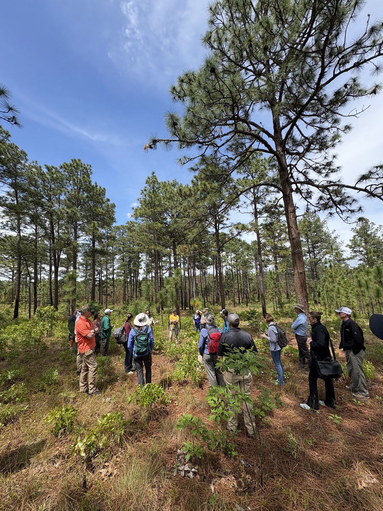 Longleaf pine stand field walk during the SERPPAS Principals Meeting