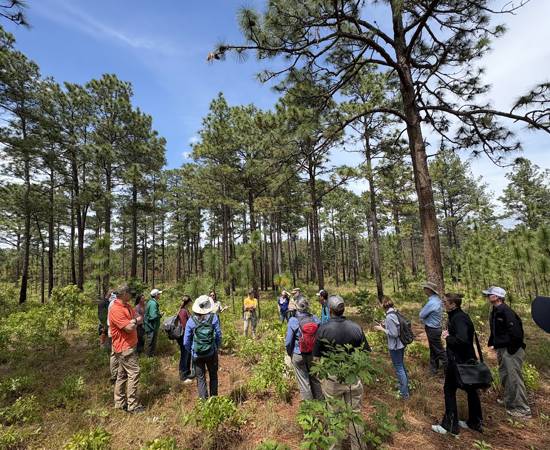 Longleaf pine stand field walk during the SERPPAS Principals Meeting