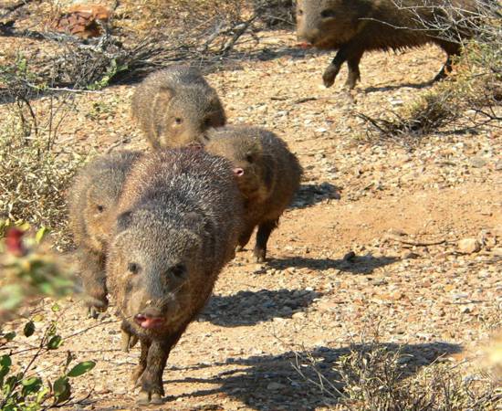 javelina squadron.jpg