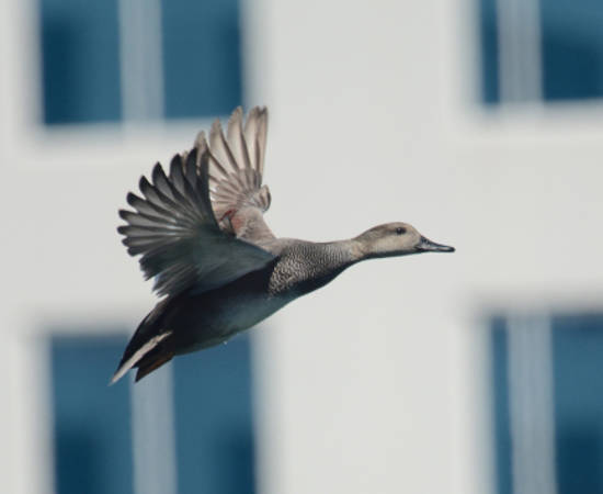 Jeremy_Cohen_gadwall.jpg
