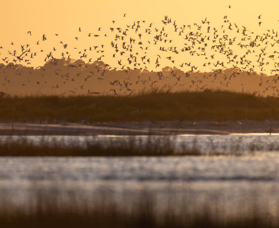 Extreme long shot of mixed flock backlit by duskdawn sunlight_Cornell_325A0450.jpg