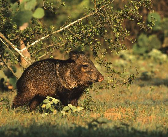 javelina.jpg