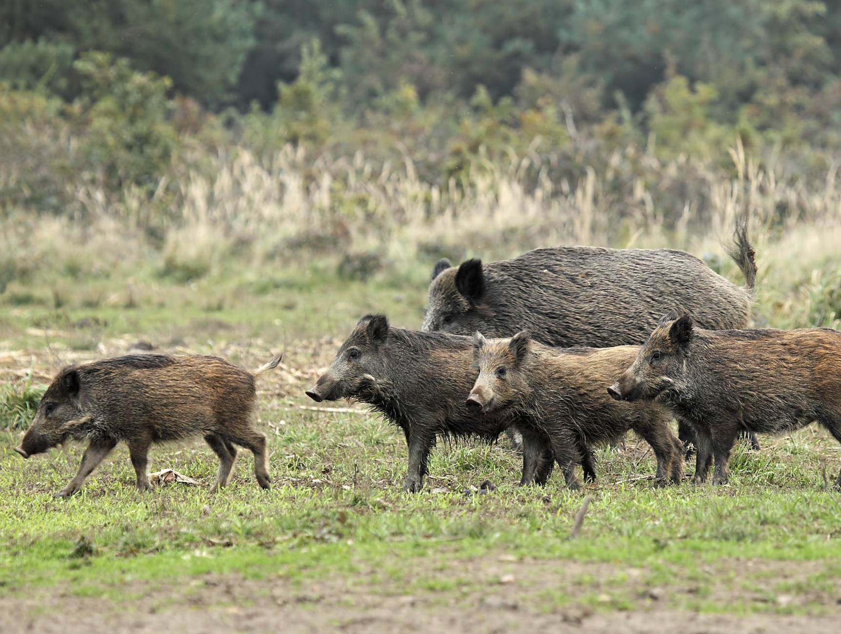 Managing feral pigs.png