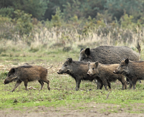 Managing feral pigs.png