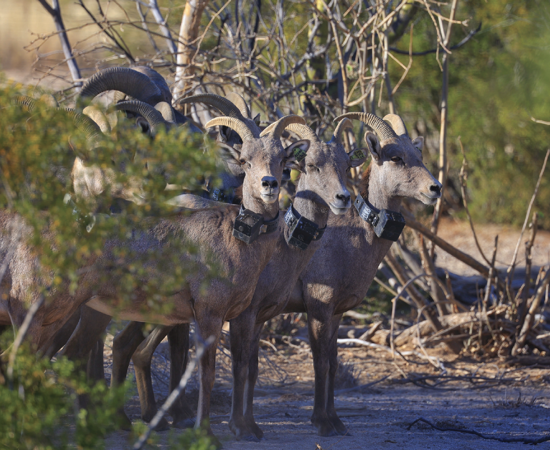 Wild sheep_Webb.png