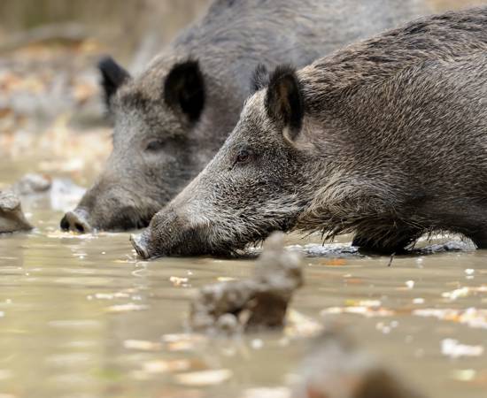 Wild Pig Q&A 2_TWA.jpg