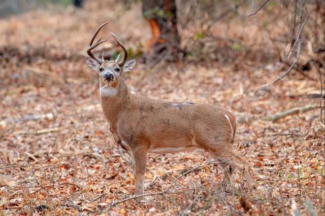 A white-tailed buck stands in a newly restored timber stand improvement area in Training Area 42 at Fort Sill, Oklahoma, in November 2025. The Fort Sill Natural Resources Branch is using forestry mulching to thin dense understory, improve wildlife habitat, reduce wildfire risk and open training land for soldiers.