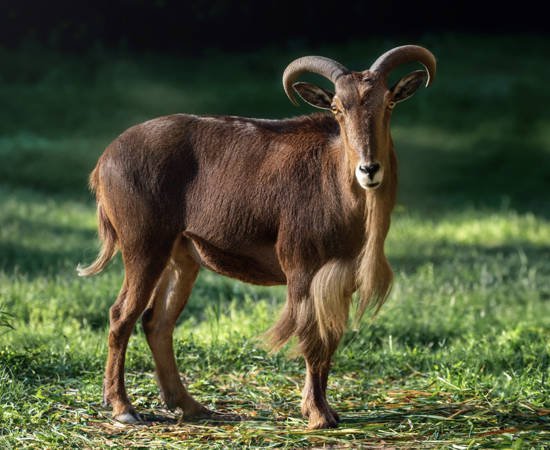 aoudad.jpg