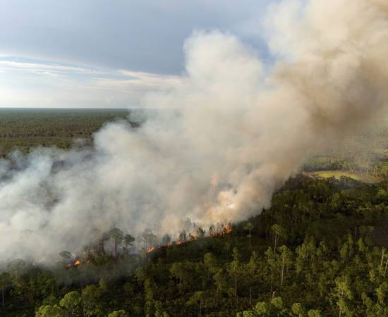 Rx Fire Cover 2026.jpg