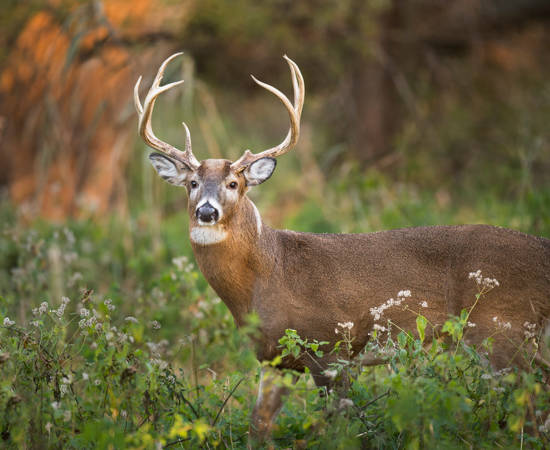 AdobeStock_196038002.jpeg (1)