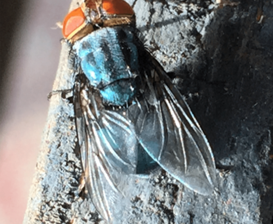 USDA screwworm fly.png