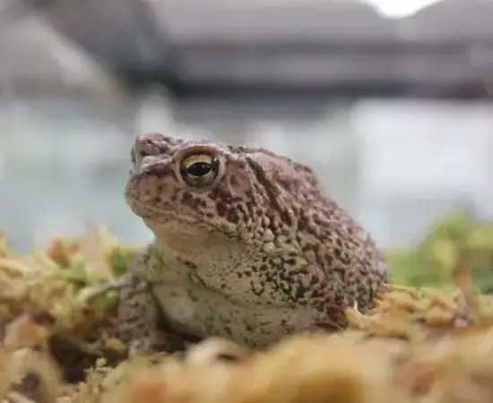 HoustonToadByUSFWS.jpg.webp
